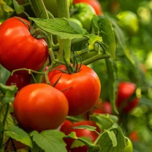 Beefsteak Tomato Live Plants - Set of 3, 6-8 Inches Tall in 4