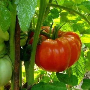 Beefsteak Tomato Live Plants - Set of 3, 6-8 Inches Tall in 4