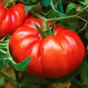 Beefsteak Tomato Live Plants - Set of 3, 6-8 Inches Tall in 4" Pot - Image 1