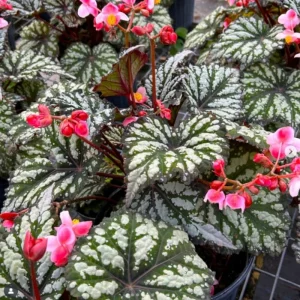 Begonia Live Plant 4-7 Inches – Vibrant Red Stripe Foliage – Easy Care Indoor/Outdoor Houseplant - Image 2