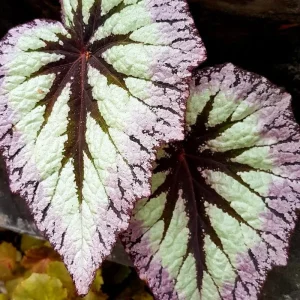 Begonia Live Plant 4-7 Inches – Vibrant Red Stripe Foliage – Easy Care Indoor/Outdoor Houseplant - Image 3