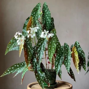 Begonia Live Plant 4-7 Inches – Vibrant Red Stripe Foliage – Easy Care Indoor/Outdoor Houseplant - Image 4