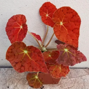 Begonia Live Plant 4-7 Inches – Vibrant Red Stripe Foliage – Easy Care Indoor/Outdoor Houseplant - Image 7