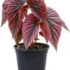 Begonia Live Plant, Silver Foliage, 4-8 Inches, Decorative Houseplant for Indoor & Outdoor - Image 1