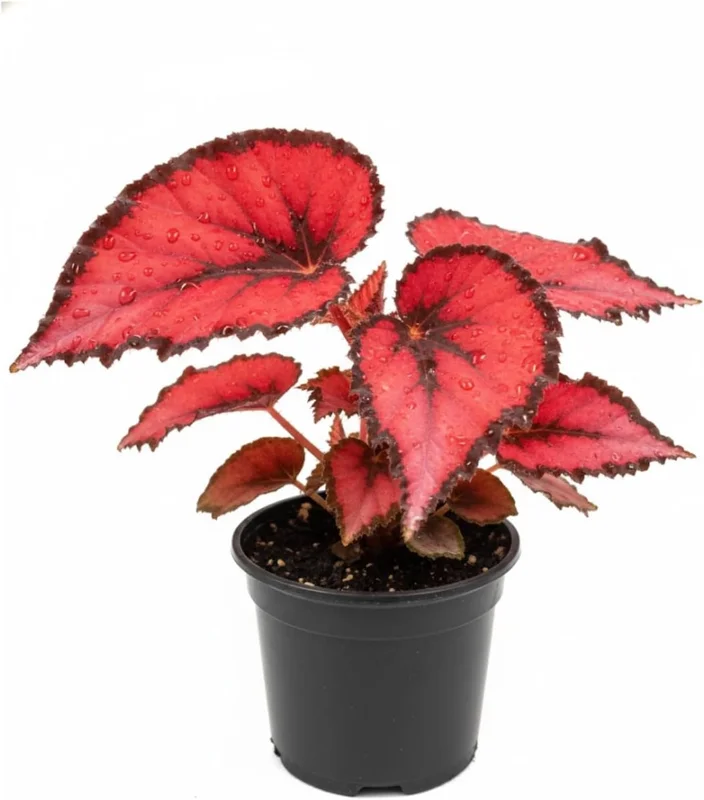 Begonia Live Plant, Silver Foliage, 4-8 Inches, Decorative Houseplant for Indoor & Outdoor - Image 2