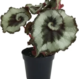 Begonia Live Plant, Silver Foliage, 4-8 Inches, Decorative Houseplant for Indoor & Outdoor - Image 4