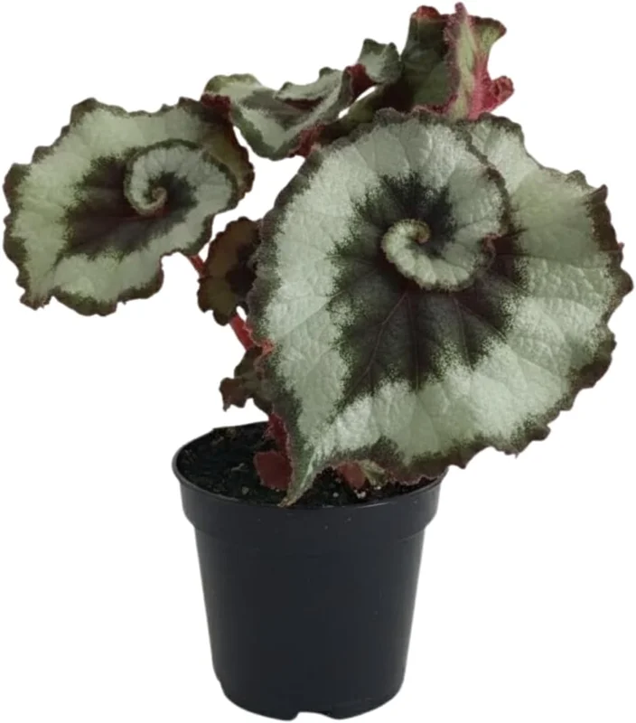 Begonia Live Plant, Silver Foliage, 4-8 Inches, Decorative Houseplant for Indoor & Outdoor - Image 4