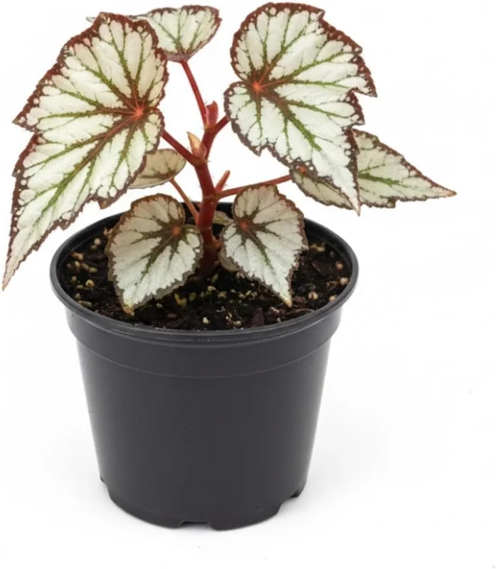 Begonia Live Plant, Silver Foliage, 4-8 Inches, Decorative Houseplant for Indoor & Outdoor - Image 5