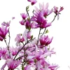 Betty Magnolia Tree Live Plant 2 Ft Tall - Deep Purple Tulip Lily Magnolia - Image 1