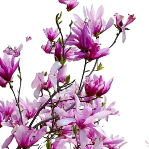 Betty Magnolia Tree Live Plant 2 Ft Tall - Deep Purple Tulip Lily Magnolia - Image 1