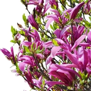 Betty Magnolia Tree Live Plant 3 Ft Tall - Deep Purple Flowering Tulip Magnolia - Image 6