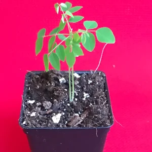Bilimbi Averrhoa Seedling Live Plant - Cucumber Tree, Sorrel, 3-5 inch Tall Potted - Image 2