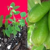 Bilimbi Averrhoa Seedling Live Plant - Cucumber Tree, Sorrel, 3-5 inch Tall Potted - Image 1