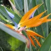 Bird of Paradise Live Plant - Strelitzia Reginae - Tropical Orange Blue Flower - Image 1