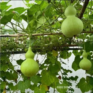 Birdhouse Gourd Seeds - 10 Seeds for Planting - Bottle Gourd - Image 4