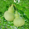 Birdhouse Gourd Seeds - 10 Seeds for Planting - Bottle Gourd - Image 1