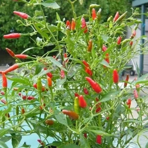 Bird's Eye Chili Seeds for Planting - 30 Seeds, High Yield, Hot Pepper - Image 2