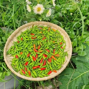 Bird's Eye Chili Seeds for Planting - 30 Seeds, High Yield, Hot Pepper - Image 4