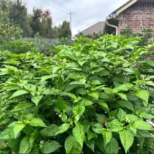 Bird's Eye Chili Seeds for Planting - 30 Seeds, High Yield, Hot Pepper - Image 6