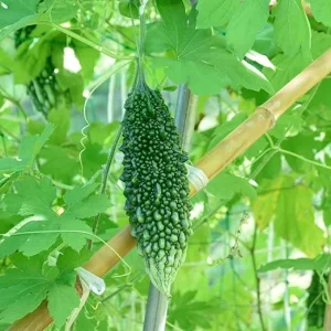 Bitter Melon Live Plants - Set of 2 - 4 to 6 Inch Tall in 4 Inch Pot - Outdoor Vegetable Garden - Image 7