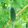 Bitter Melon Live Plants - Set of 2 - 4 to 6 Inch Tall in 4 Inch Pot - Outdoor Vegetable Garden - Image 1