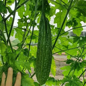 Bitter Melon Seeds for Planting - 10 Seeds, Long Bitter Gourd - Image 6