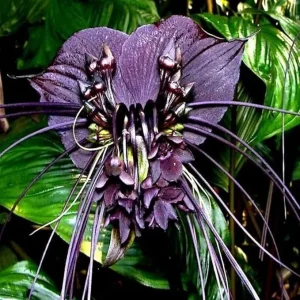 Black Bat Flower Tacca Chantrieri Live Plant – 5-9 Inch Tall – Potted Houseplant - Image 7