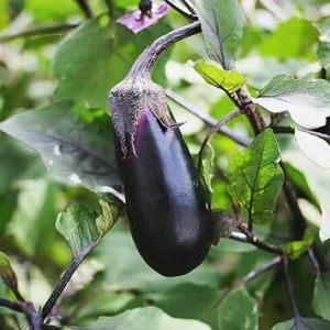 Black Beauty Eggplant Seeds - 100 Vegetable Seeds for Home Garden - Image 2