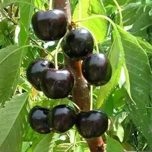 Black Cherry Tree Live Plant – 2 Bare Root Sweet Cherry Trees, 2 Years Old, 3-4 Ft Tall, Outdoor Hardy Fruit Trees - Image 3