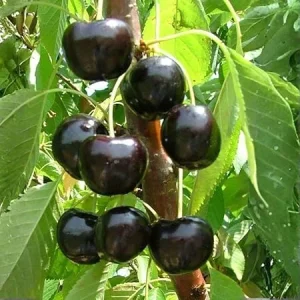 Black Cherry Tree Live Plant – 2 Bare Root Sweet Cherry Trees, 2 Years Old, 3-4 Ft Tall, Outdoor Hardy Fruit Trees - Image 5