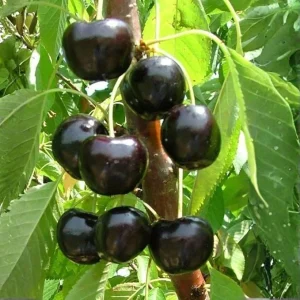 Black Cherry Tree Live Plant – 2 Bare Root Sweet Cherry Trees, 2 Years Old, 3-4 Ft Tall, Outdoor Hardy Fruit Trees - Image 6