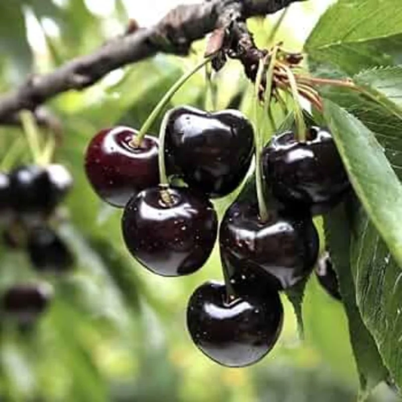 Black Cherry Tree Live Plant - 2-Year-Old Bare Root Sweet Cherry, 3-4 Ft Tall, Outdoor Hardy Fruit Tree - Image 2