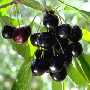 Black Cherry Tree Live Plant - 2-Year-Old Bare Root Sweet Cherry, 3-4 Ft Tall, Outdoor Hardy Fruit Tree - Image 4