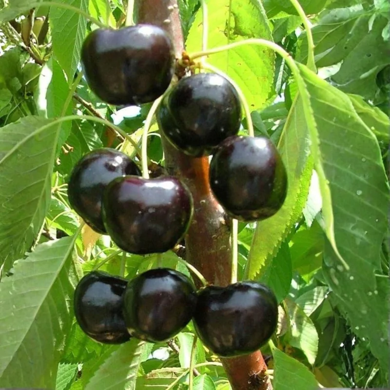 Black Cherry Tree Live Plant - 2-Year-Old Bare Root Sweet Cherry, 3-4 Ft Tall, Outdoor Hardy Fruit Tree - Image 1