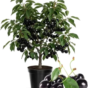 Black Cherry Tree Seedlings - 2 Bare Root Live Plants, 3-4 Ft Tall, Sweet Fruit, Hardy Outdoor - Image 2