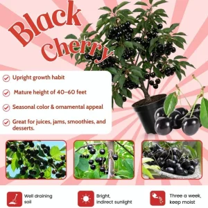 Black Cherry Tree Seedlings - 2 Bare Root Live Plants, 3-4 Ft Tall, Sweet Fruit, Hardy Outdoor - Image 4