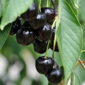 Black Cherry Tree Seedlings - 2 Bare Root Live Plants, 3-4 Ft Tall, Sweet Fruit, Hardy Outdoor - Image 5