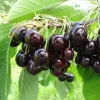 Black Cherry Tree Seedlings - 2 Bare Root Live Plants, 3-4 Ft Tall, Sweet Fruit, Hardy Outdoor - Image 1