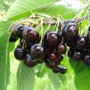 Black Cherry Tree Seedlings - 2 Bare Root Live Plants, 3-4 Ft Tall, Sweet Fruit, Hardy Outdoor - Image 1