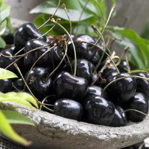 Black Cherry Trees Live Plants, 2-Pack, 1-1.5 Ft Tall, Bare Root, Cold Hardy - Image 2