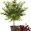 Black Cherry Trees Live Plants, 2-Pack, 1-1.5 ft Tall, Bareroot Fruit Shade Tree - Image 1
