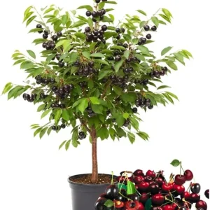 Black Cherry Trees Live Plants, 2-Pack, 1-1.5 ft Tall, Bareroot Fruit Shade Tree - Image 1