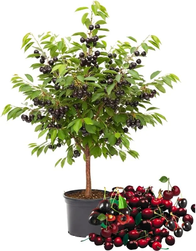 Black Cherry Trees Live Plants, 2-Pack, 1-1.5 ft Tall, Bareroot Fruit Shade Tree - Image 1
