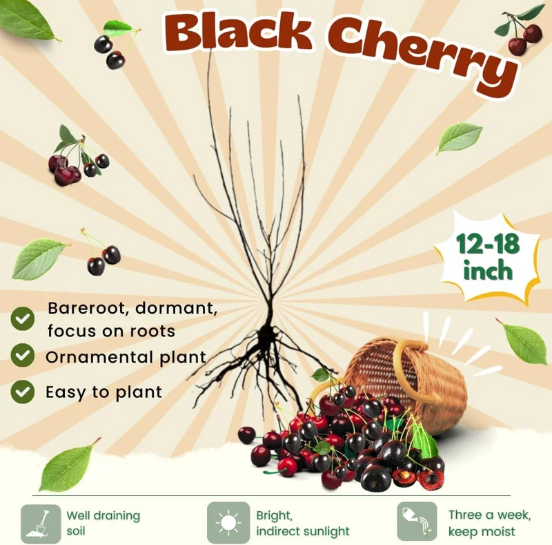 Black Cherry Trees Live Plants, 2-Pack, 1-1.5 ft Tall, Bareroot Fruit Shade Tree - Image 4