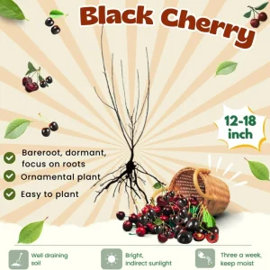 Black Cherry Trees Live Plants, 2-Pack, 1-1.5 Ft Tall, Bare Root, Cold Hardy - Image 5