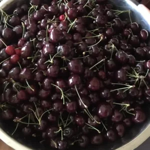 Black Cherry Trees Live Plants, 2-Pack, 1-1.5 Ft Tall, Bare Root, Cold Hardy - Image 9