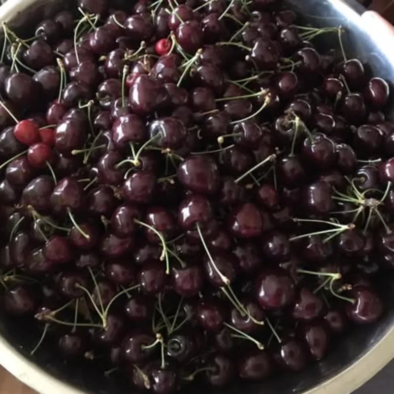 Black Cherry Trees Live Plants, 2-Pack, 1-1.5 Ft Tall, Bare Root, Cold Hardy - Image 9