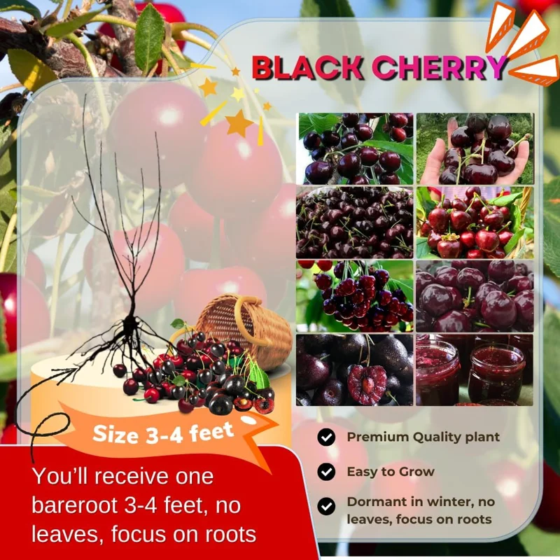 Black Cherry Trees Live - Set of 2, 3-4 ft Tall, Hardy Sweet Cherry Bare Root Plant - Image 3