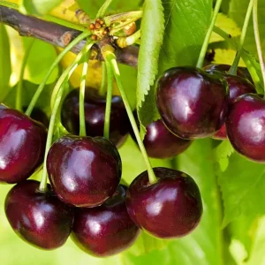 Black Cherry Trees Live - Set of 2, 3-4 ft Tall, Hardy Sweet Cherry Bare Root Plant - Image 7