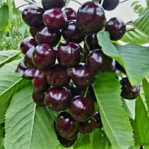 Black Cherry Trees Live - Set of 2, 3-4 ft Tall, Hardy Sweet Cherry Bare Root Plant - Image 8